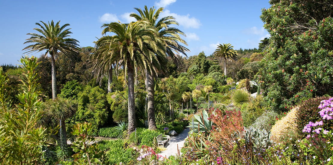 Tresco Abbey Gardens, Isles of Scilly